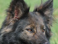 Yarrie  Bes.: Moni Müller : 3 Generationen Wolfsgruben